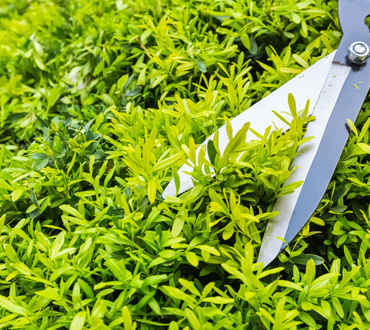 Sprinkler Irrigation